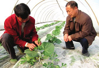 山东利民种植社选购西瓜苗