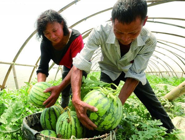 个体户李先生购买西瓜苗