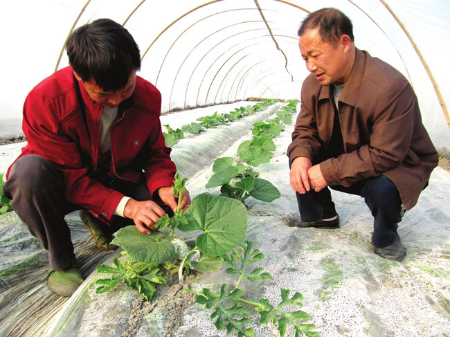 利民种植社选购西瓜苗